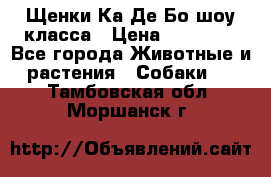 Щенки Ка Де Бо шоу класса › Цена ­ 60 000 - Все города Животные и растения » Собаки   . Тамбовская обл.,Моршанск г.